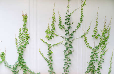 ivy isolated on a white background.