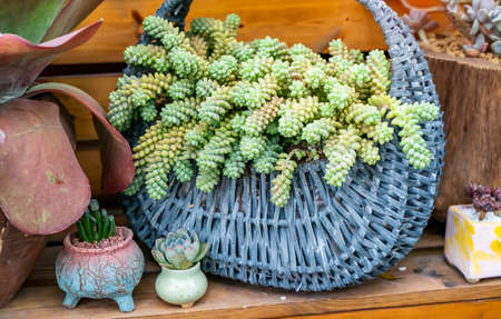 Miniature succulent plants (succulent cactus) at the gardenの写真素材