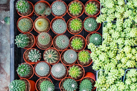 Cactus succulents in a planter gardenの写真素材