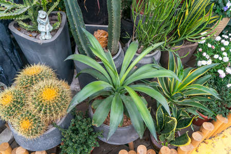 agave plant leaves in gardenの写真素材