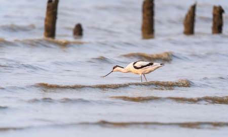 pied avocet Recurvirostra avosetta on food searchの写真素材
