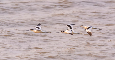 pied avocet Recurvirostra avosetta on food searchの写真素材