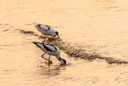 pied avocet Recurvirostra avosetta on food searchの写真素材