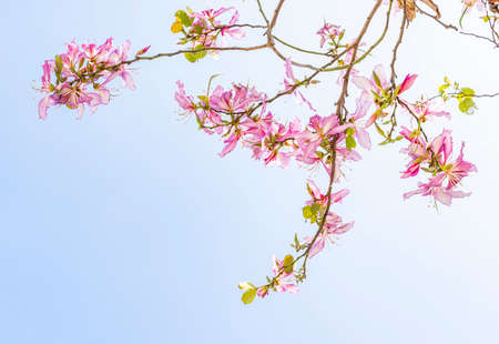 Pink flowers Bauhinia. Orchid tree blooming in springtimeの写真素材