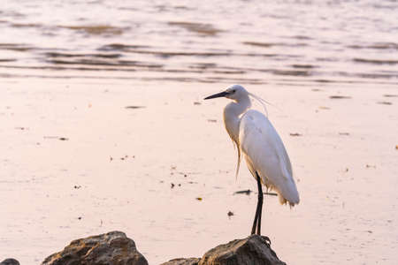 Snowy Egret Wading in shallow edge of lake looking for fishの写真素材
