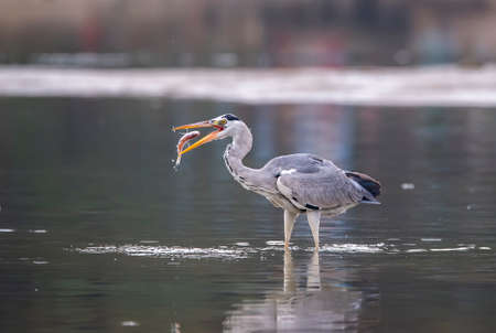 Gray heron,Wildlife in natural habitatの写真素材