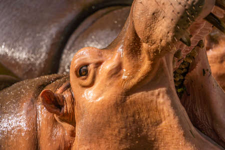 huge adult hippo while swiming in the parkの写真素材