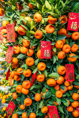 Spring festival Chinese New Year Red envelope decoration on orange tree,translation:calligraphy mean...