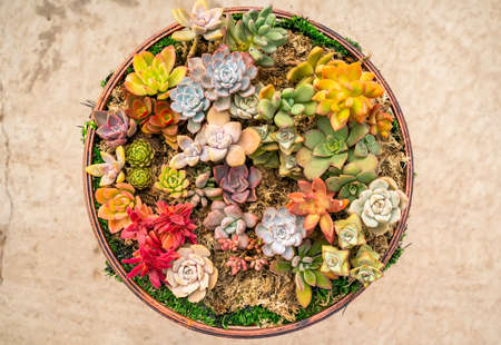 Miniature succulent plants (succulent cactus) at the garden