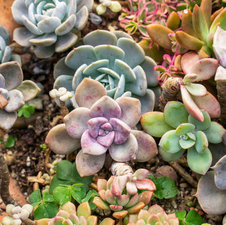 Miniature succulent plants (succulent cactus) at the gardenの写真素材