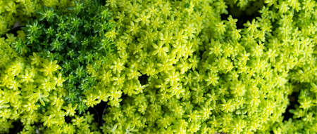 Miniature succulent plants (succulent cactus) at the gardenの写真素材