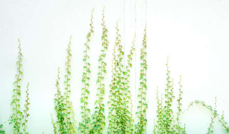 Ivy twig with small green leaves isolated on white wallの写真素材