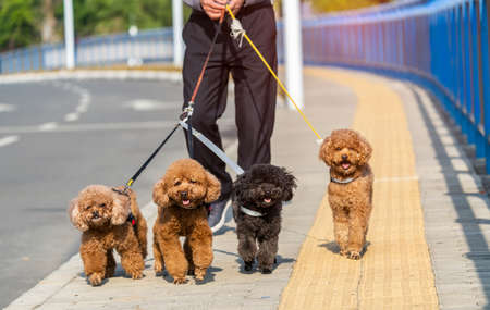 male dog walker walking four Poodle
