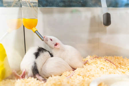 fancy rat rodent drinking water from bottle dispenser
