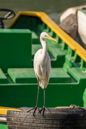 Great White Egret fishing on a lakeの写真素材