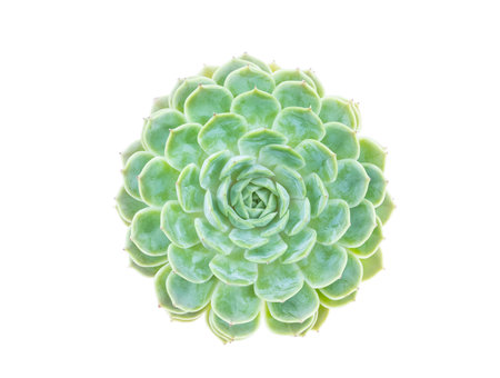 green miniature succulent plants isolated on white backgroundの写真素材