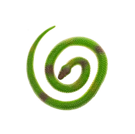 Fake green snake, rubber animal toy isolatedの写真素材