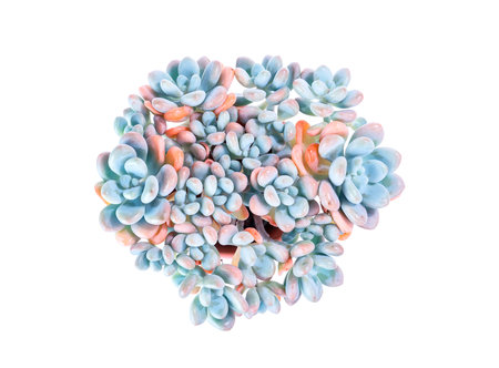 Miniature succulent plants (succulent cactus) isolated on whiteの写真素材