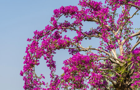 purple bougainvillea flowers in garden