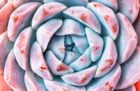 Miniature succulent plants in a planter backgroundの写真素材