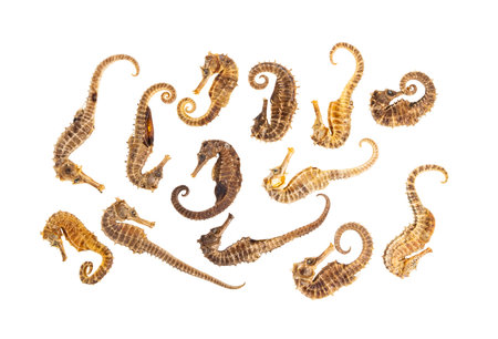 Sea Horses isolated on whiteの写真素材