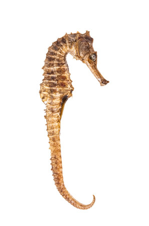 Sea Horses isolated on whiteの写真素材