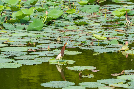 pond heron (Ardeola bacchus) on lotus leaves in pondの写真素材