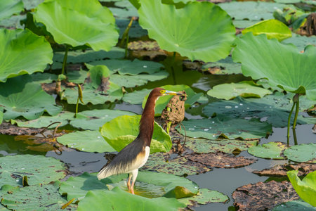 pond heron (Ardeola bacchus) on lotus leaves in pondの写真素材