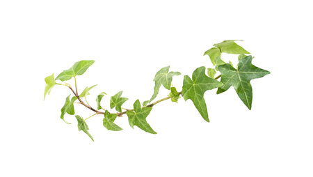 green ivy isolated on a white background.の写真素材