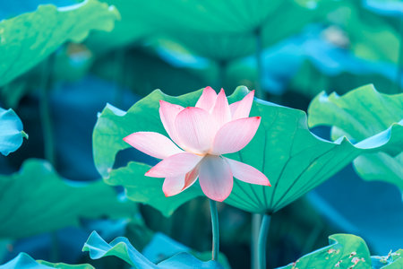 lotus or waterlilly flower in the pondの写真素材