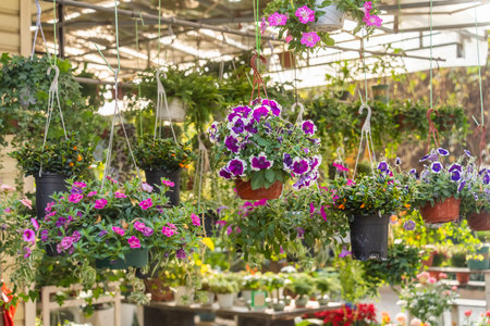Blooming vibrant flowers in gardenの写真素材