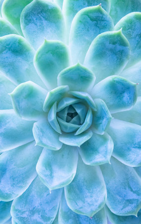 Miniature succulent plants (succulent cactus) in the gardenの写真素材