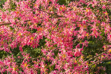 pink silk floss tree flower in gardenの写真素材