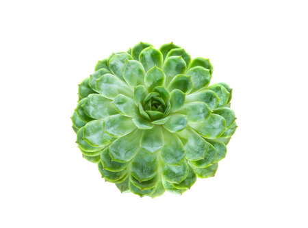 Miniature succulent plants (succulent cactus) isolated on whiteの写真素材