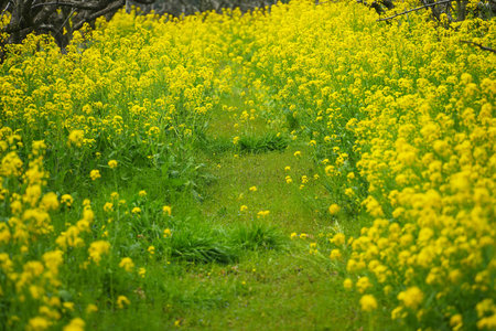 rapeseed field in the springtime