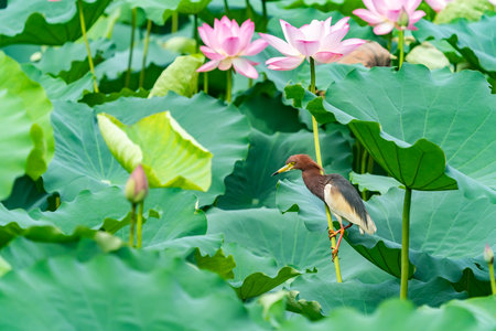 pond heron (Ardeola bacchus) on lotus leaves in pondの写真素材