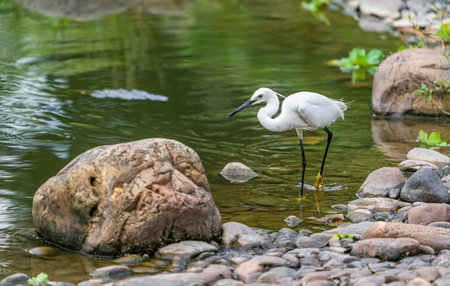 Snowy Egret Wading in shallow edge of lake looking for fishの写真素材