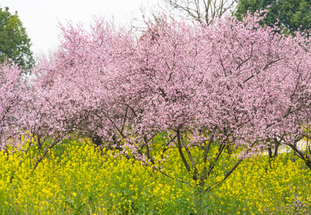 Rural landscape,peach flower and Rapeseed flowers in an orchardの写真素材