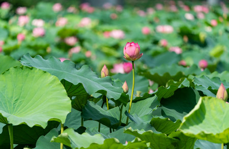 blooming lotus flower over dark backgroundの写真素材