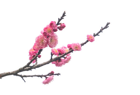 plum blooming flowers isolated on white backgroundの写真素材