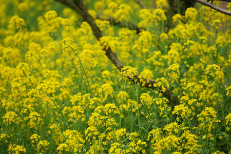 rapeseed field in the springtimeの写真素材