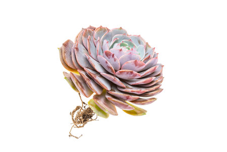 Miniature succulent plants isolated on whiteの写真素材