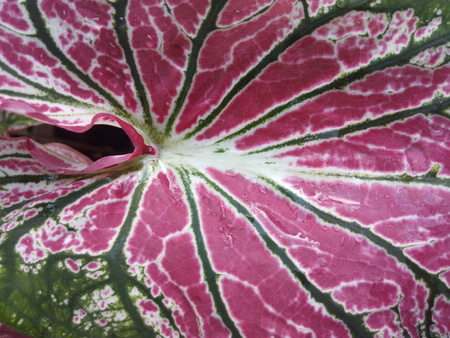 Colorful leaf of Caladium, Queen of the leafy plantsの写真素材