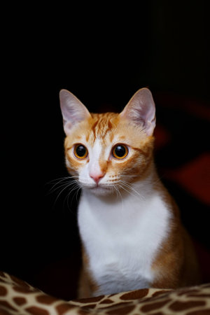 gold cat