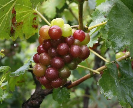 Grapesの写真素材