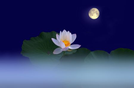 Lotus and moon in the night の写真素材