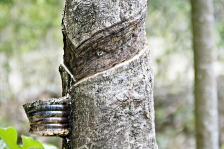 rubber treesの写真素材