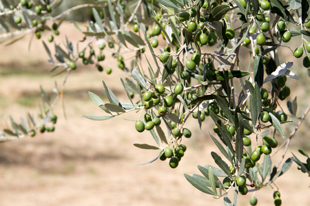 A detail of olive tree.の写真素材