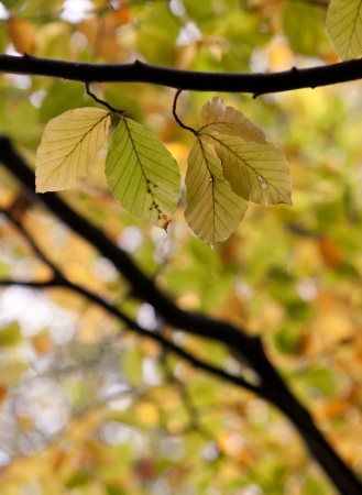 photo of autumn forest leavesの写真素材