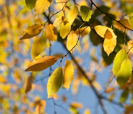photo of autumn maple leavesの写真素材